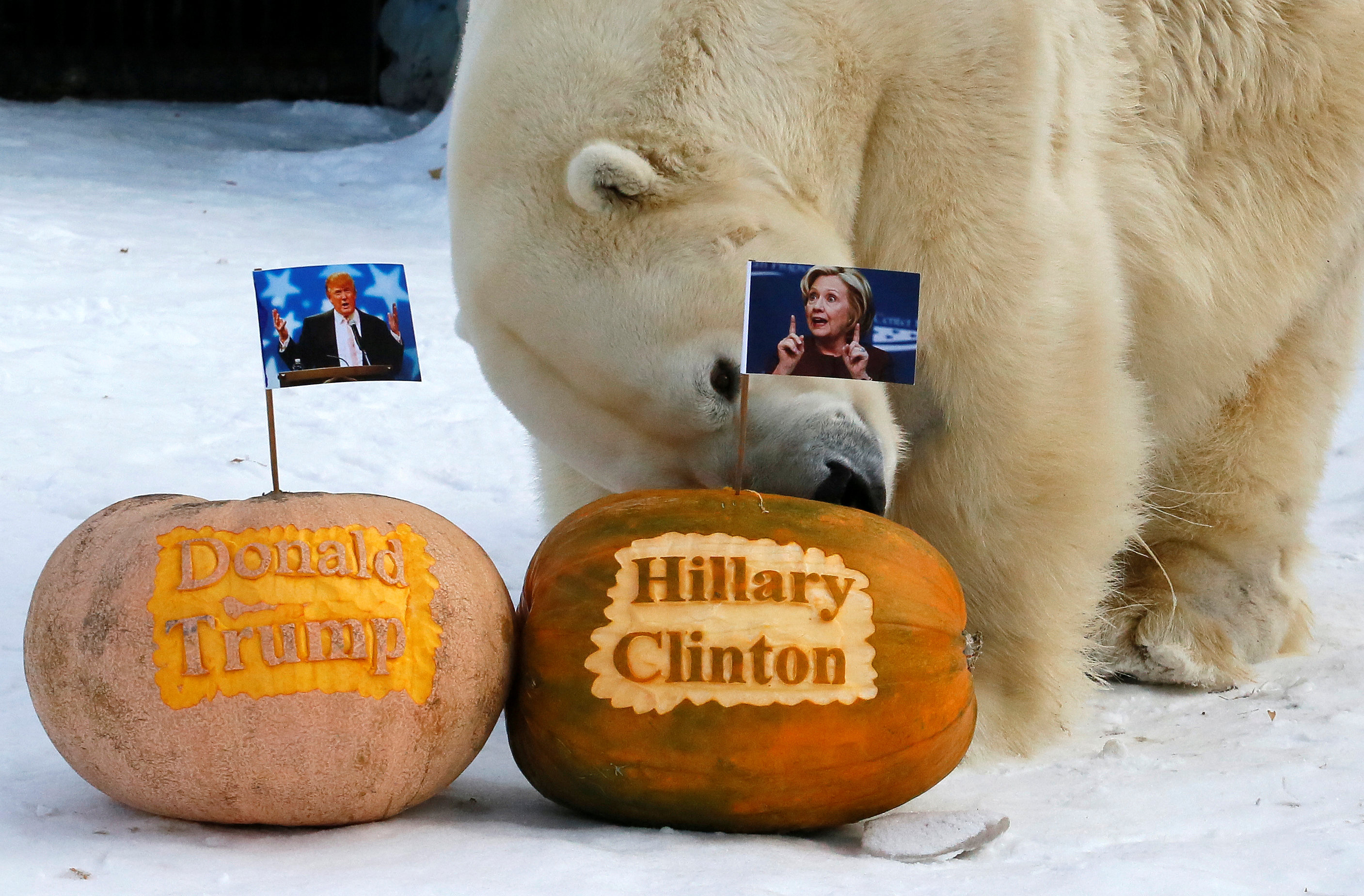 الدب الروسى بحديقة الحيوان يختار بين المؤشحان الامريكان