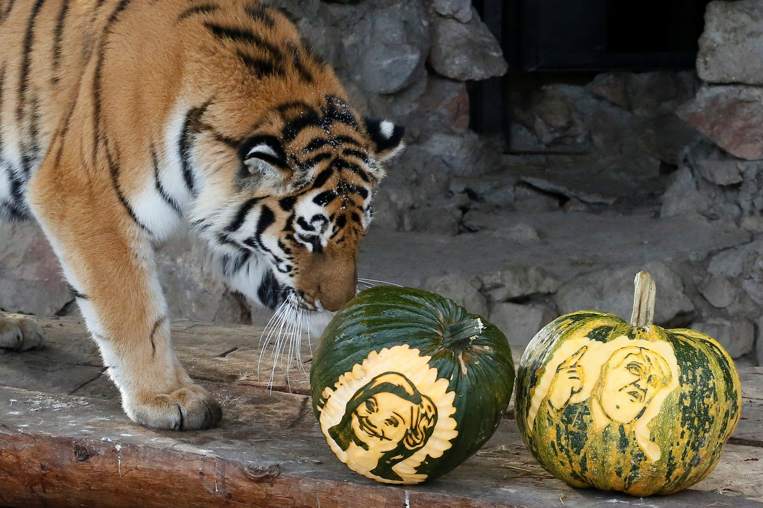 النمر الروسى يختار بين هيلاري وترامب