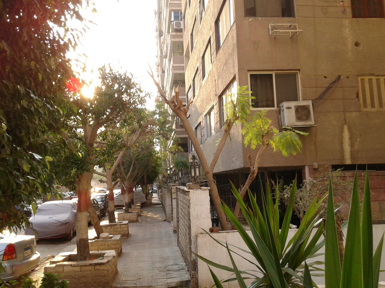 نباتات