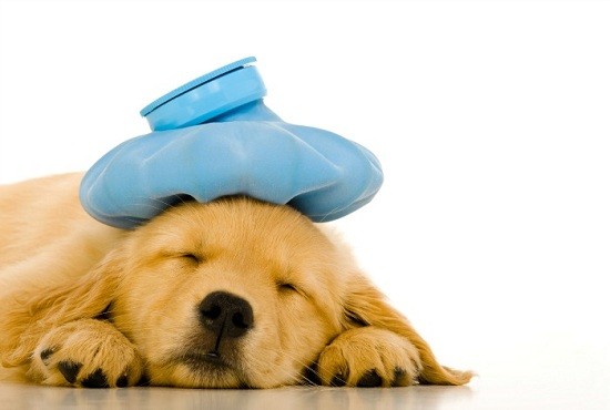 cute-puppy-sick-vet