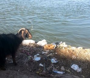 القمامة على شاطئ النيل