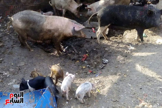 صور خنازير بالجيزة صور خنازير بالجيزة