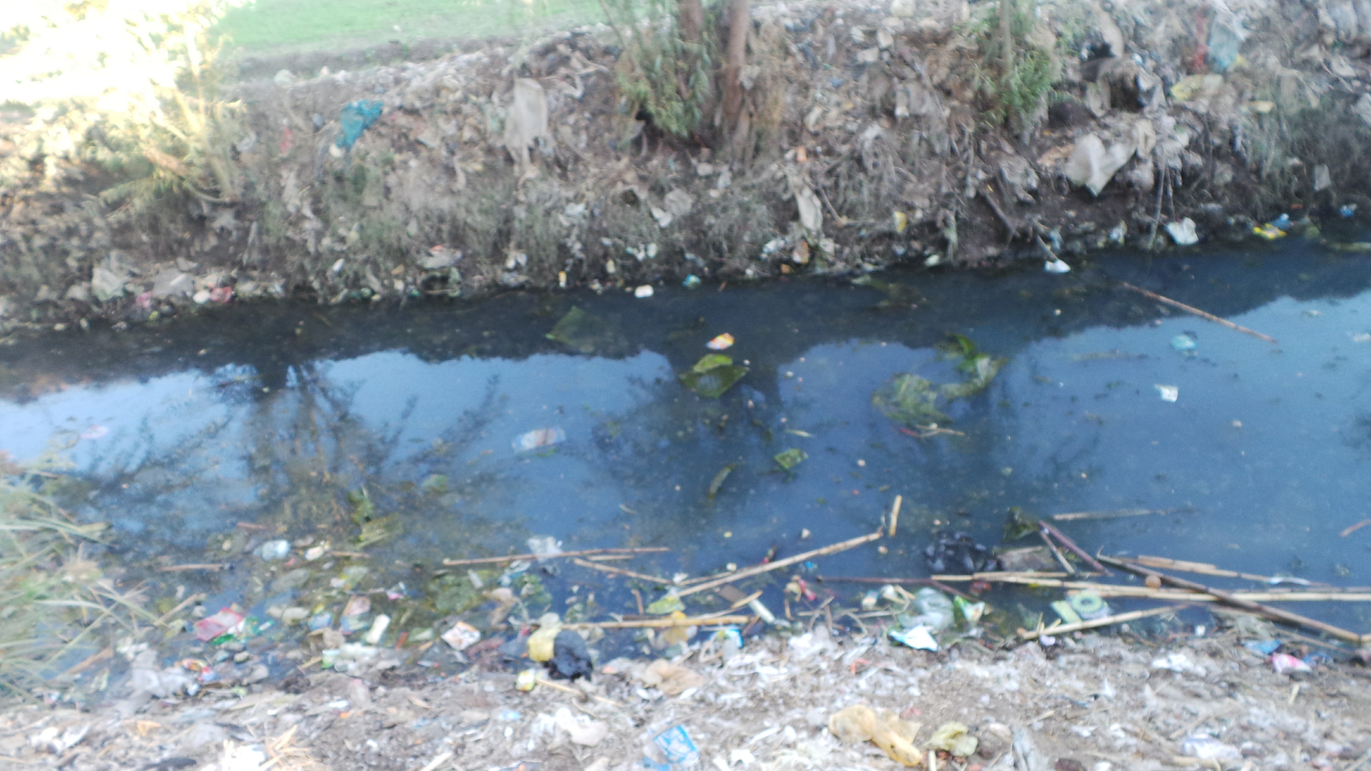 مياه الصرف تلوث الترع