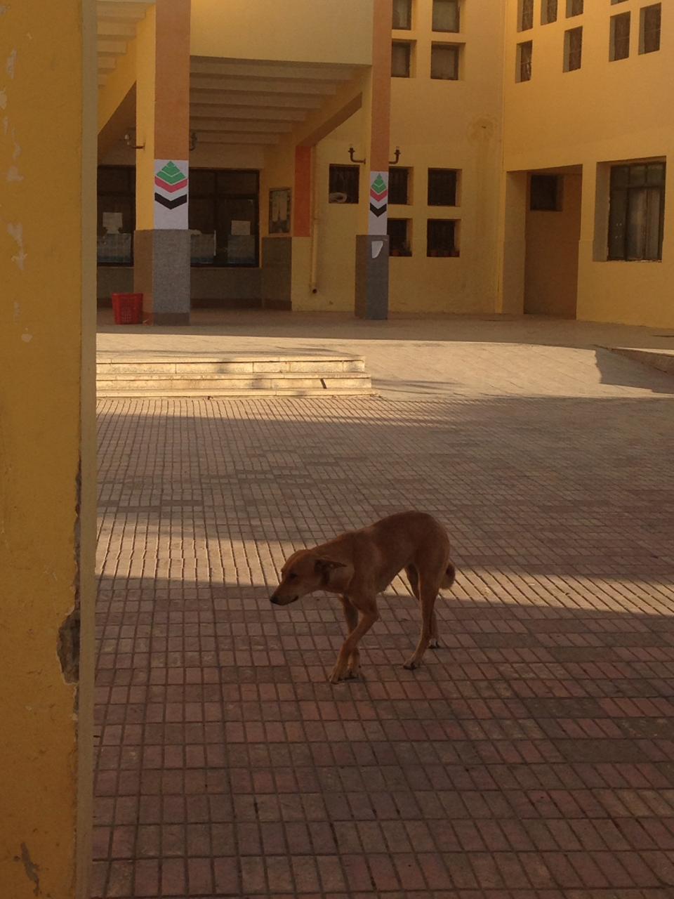 كلب يتجول داخل المدرسة