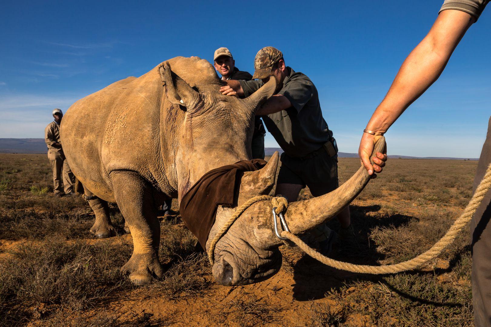 الجائزة الأولى - محاربة وحيد القرن بجنوب أفريقيا- قصة مصورة