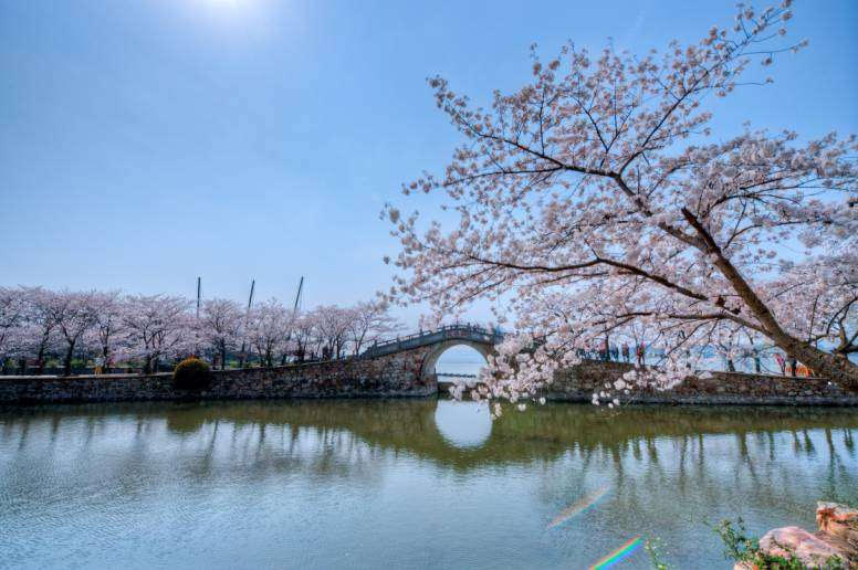 الصورة الحاصلة على الجائزة الثالثة و هى تعبر عن جمال و طبيعة الزهور و الاشجار لمظاهر طبيعة المدينة  الصينية