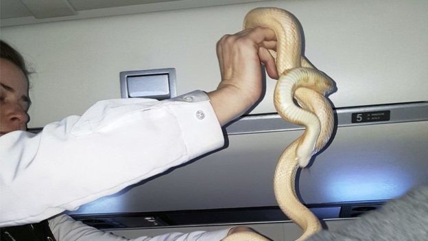 الامساك بالثعبان غير السام