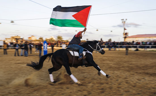 عرض للخيول العربية فى قطاع غزة الفلسطينى