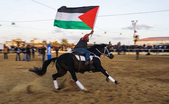 عرض للخيول العربية فى قطاع غزة الفلسطينى عرض للخيول العربية فى قطاع غزة الفلسطينى