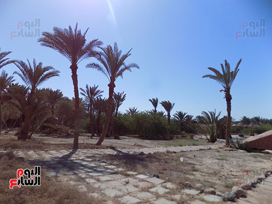 النخيل بحمام موسى النخيل بحمام موسى