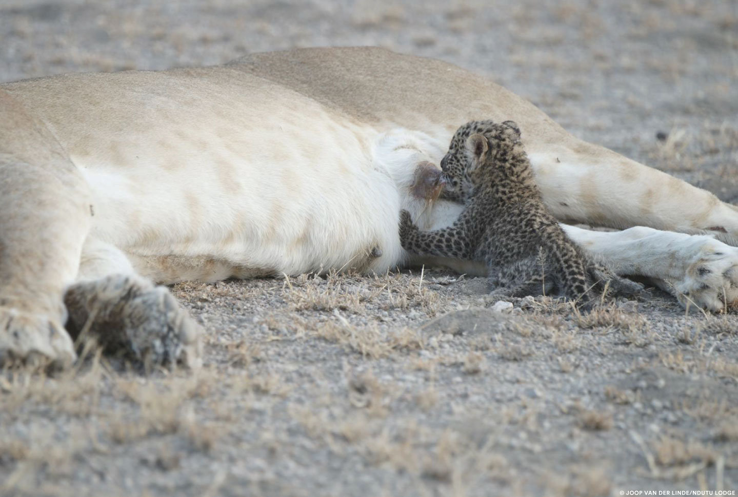 الأمومة بين الحيوانات