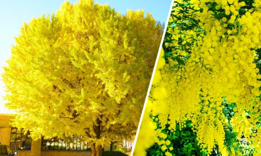 بالصور استمتع بجمال وسحر الطبيعة..أجمل 15 شجرة فى العالم 238701-%D8%B4%D8%AC%D8%B1%D8%A9-%D8%A7%D9%84%D9%85%D9%8A%D9%85%D9%88%D8%B2%D8%A7%D8%8C-%D8%A3%D8%A8%D8%AE%D8%A7%D8%B2%D9%8A%D8%A7