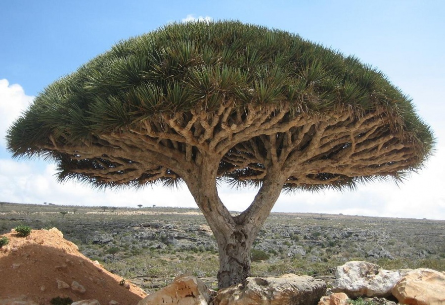 بالصور استمتع بجمال وسحر الطبيعة..أجمل 15 شجرة فى العالم 250130-%D8%B4%D8%AC%D8%B1-%D8%AF%D8%B1%D8%A7%D8%AC%D9%88%D9%86-%D8%AC%D8%B2%D9%8A%D8%B1%D8%A9-%D8%B3%D9%82%D8%B1%D8%B7%D9%89