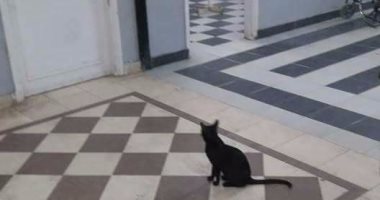 القطط تسكن مستشفى القنطرة