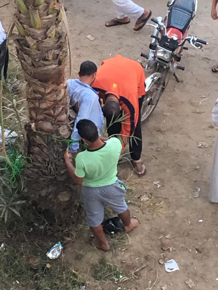 أهالى يضبطون لص عشش برأس البر ويوثقونه فى نخلة (1) أهالى يضبطون لص عشش برأس البر ويوثقونه فى نخلة (1)