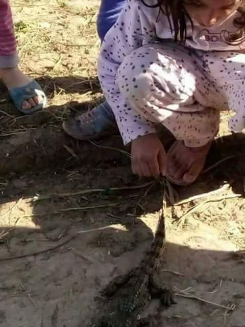 تمساح صغير
