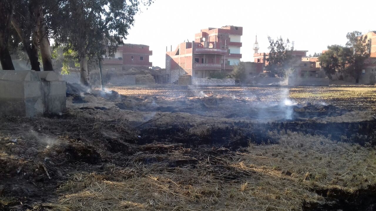 جانب من حرق قش الأرز فى كفر الشيخ