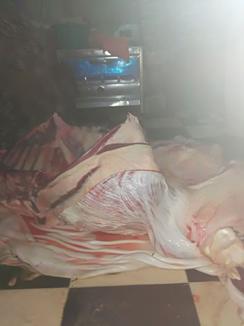 كميات من لحوم الميته داخل مسكن الجزار  كميات من لحوم الميته داخل مسكن الجزار