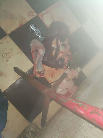 كبد وأحشاء حيوان ميت كبد وأحشاء حيوان ميت