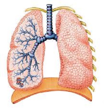 امراض الرئة