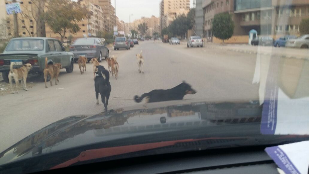 الكلاب فى شارع عماد حمدى  (4)