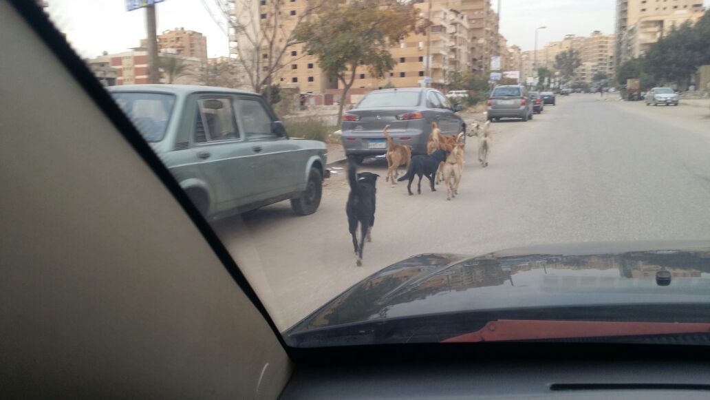 الكلاب فى شارع عماد حمدى  (5)