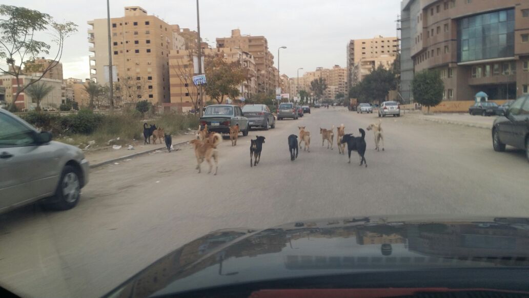 الكلاب فى شارع عماد حمدى  (3)