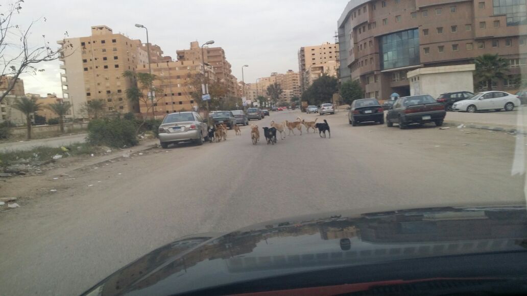 الكلاب فى شارع عماد حمدى  (2)