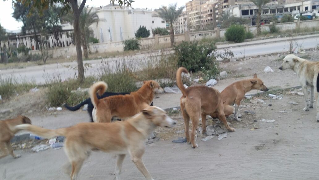 الكلاب فى شارع عماد حمدى  (1)