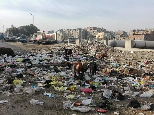 الأغنام والقمامة تحاصر مدرسه السيده عائشة (3)