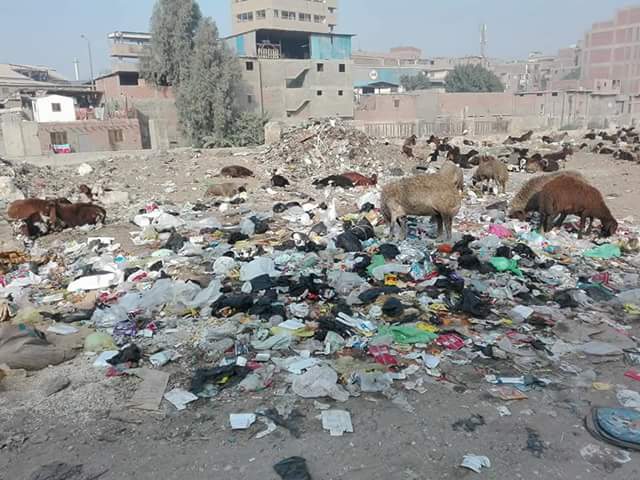الأغنام والقمامة تحاصر مدرسه السيده عائشة (5)