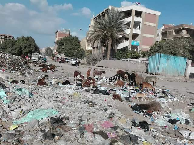 الأغنام والقمامة تحاصر مدرسه السيده عائشة (1)