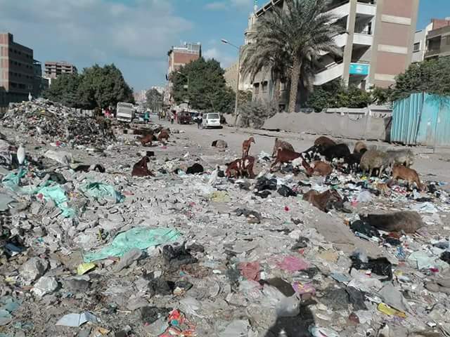 الأغنام والقمامة تحاصر مدرسه السيده عائشة (2)
