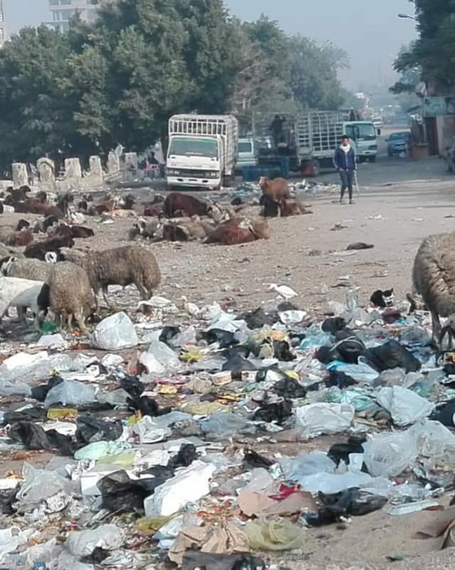 الأغنام والقمامة تحاصر مدرسه السيده عائشة (4)
