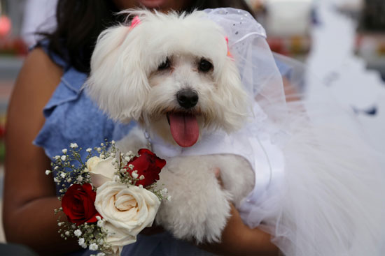 حفل زفاف كلبين بمناسبة عيد الحب
