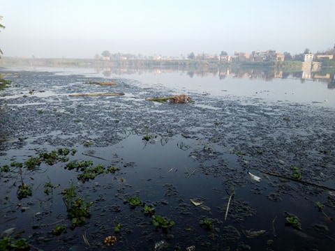 تلوث مياه النيل برشيد