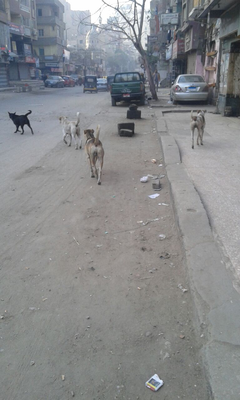 الكلاب الضالة بشوارع المطرية