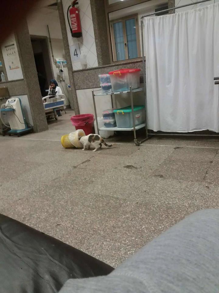 القطط داخل المستشفى