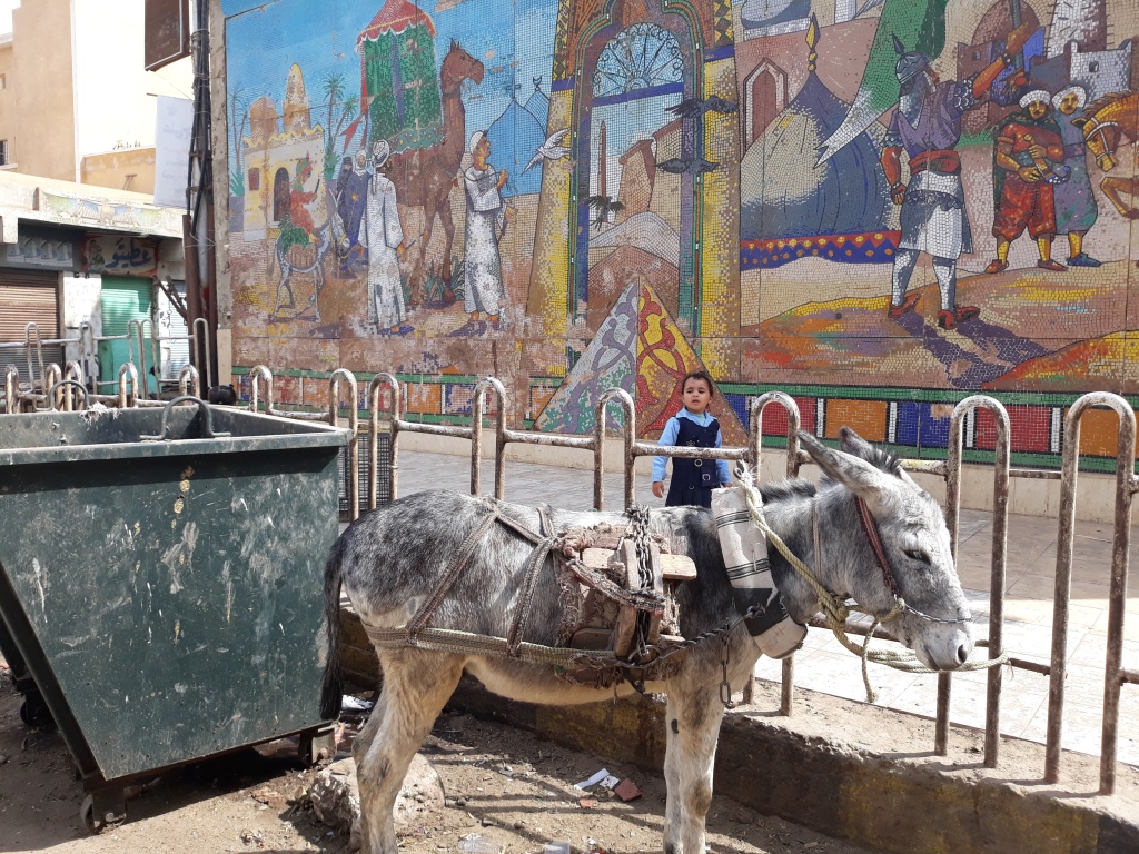 2 حمار مربوط بجوار الجدرية