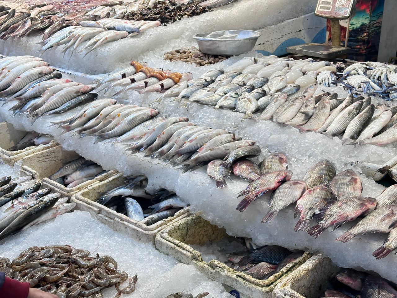 بطارخ السمك بطارخ السمك