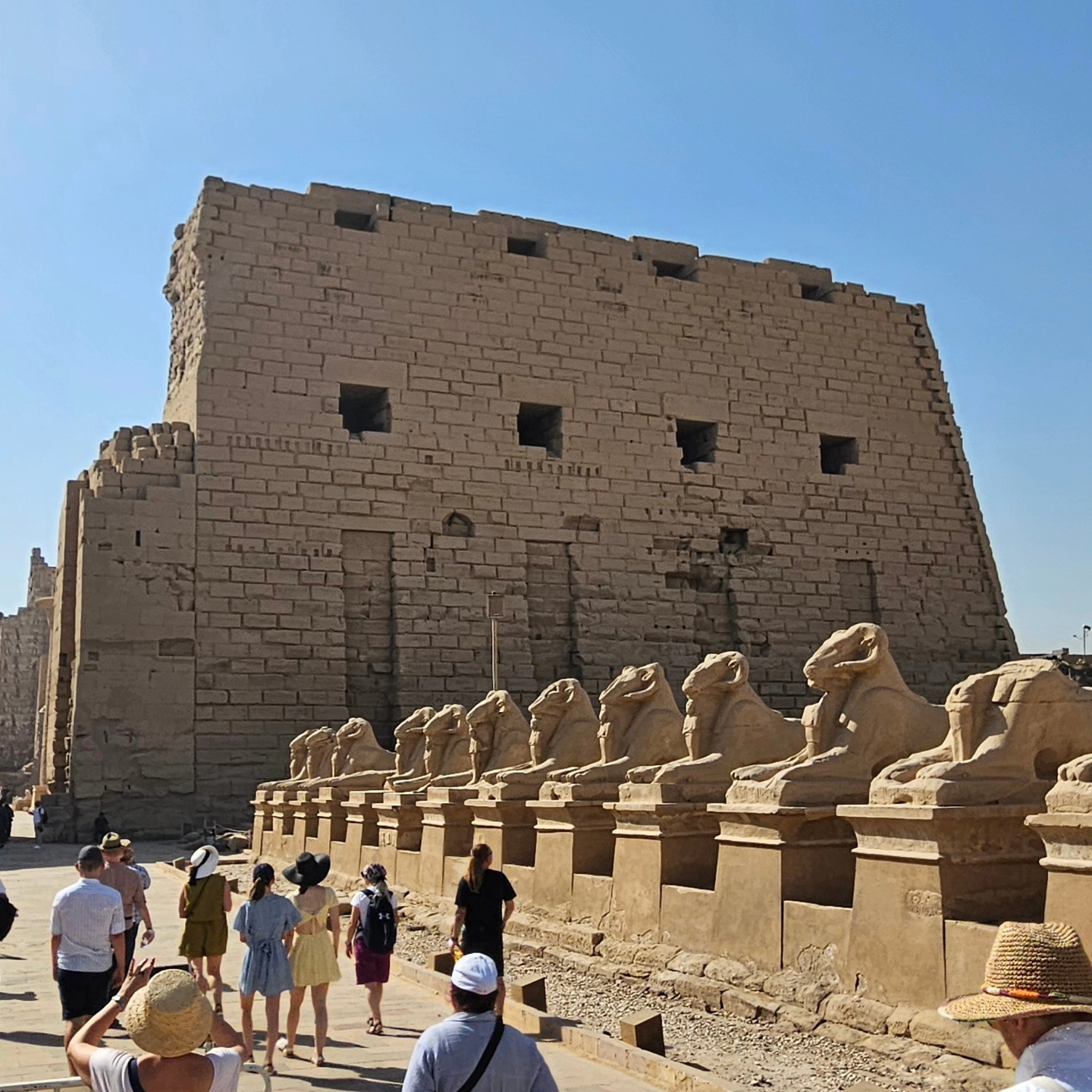 كباش الكرنك تستقبل الأفواج السياحية يوميا كباش الكرنك تستقبل الأفواج السياحية يوميا