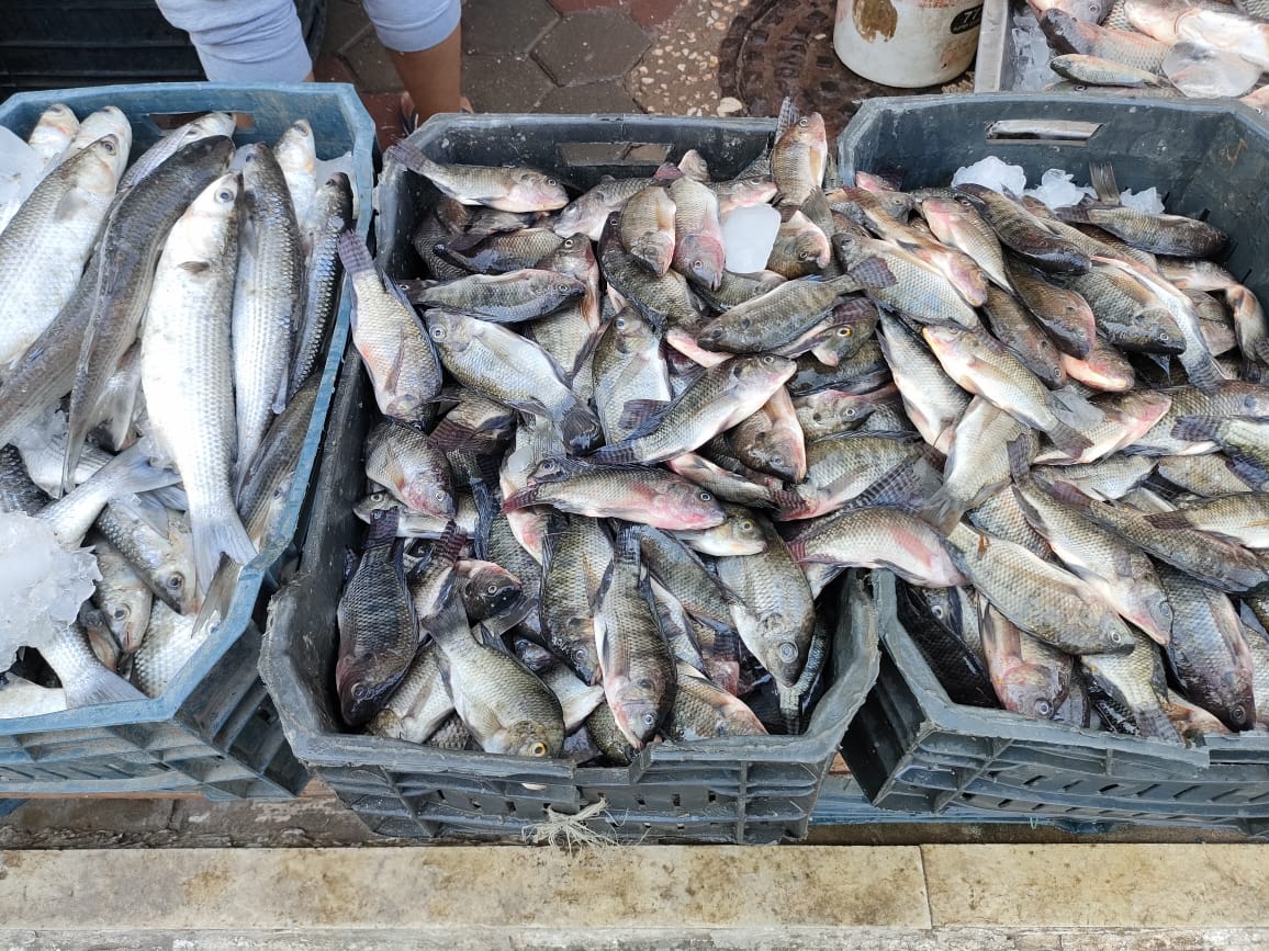 سمكة سمكة