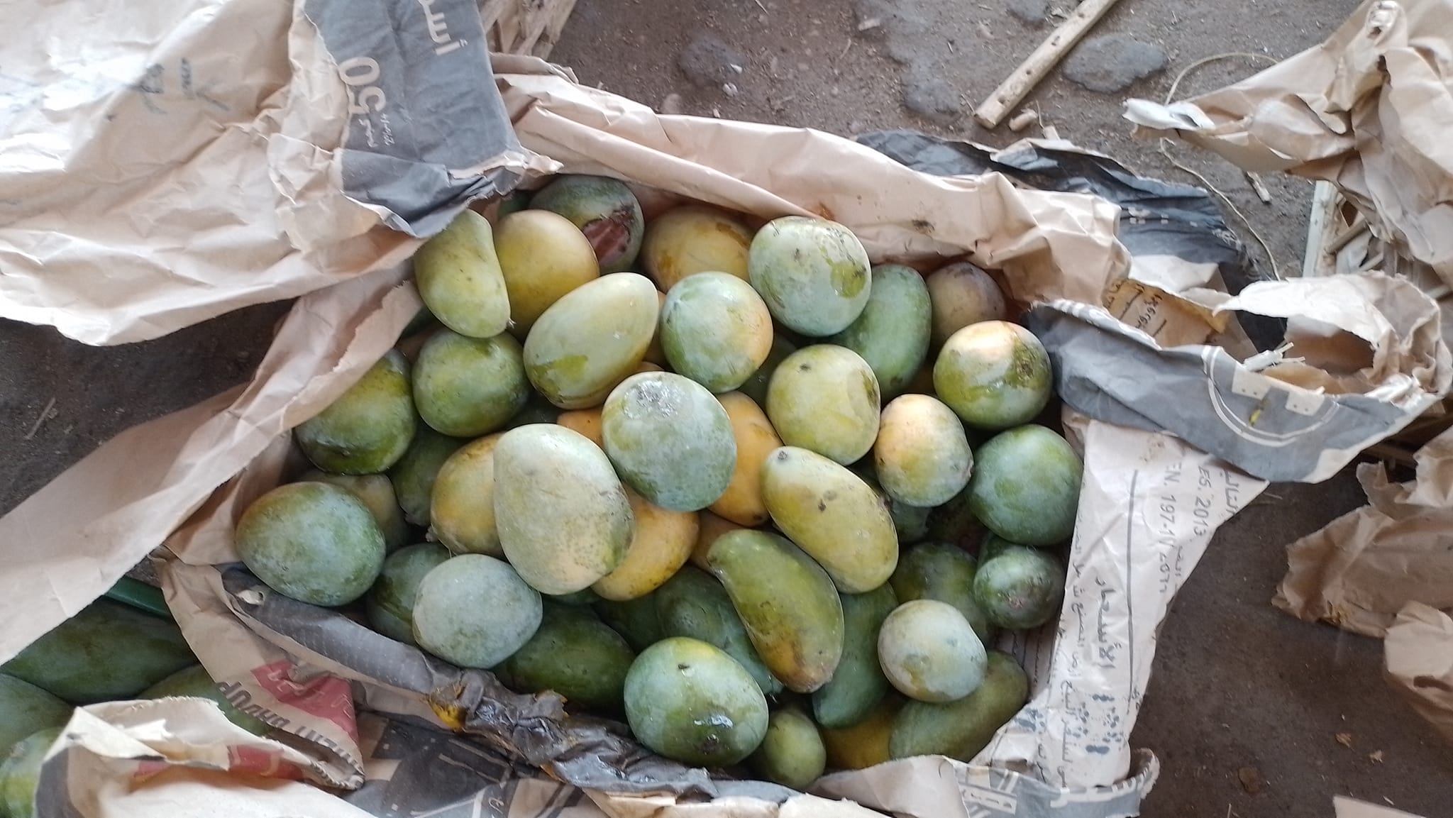 عرض كميات المانجو بأقل الأسعار في أسواق الأقصر عرض كميات المانجو بأقل الأسعار في أسواق الأقصر