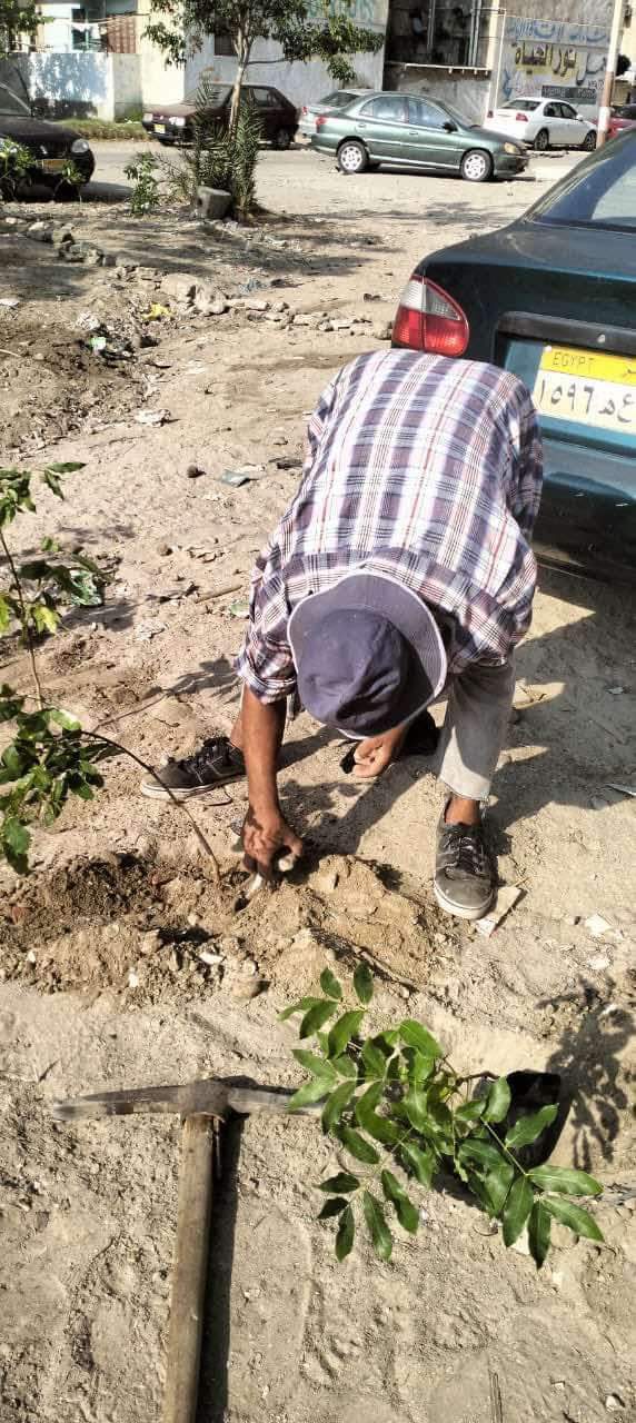 جانب آخر من زراعة الأشجار جانب آخر من زراعة الأشجار