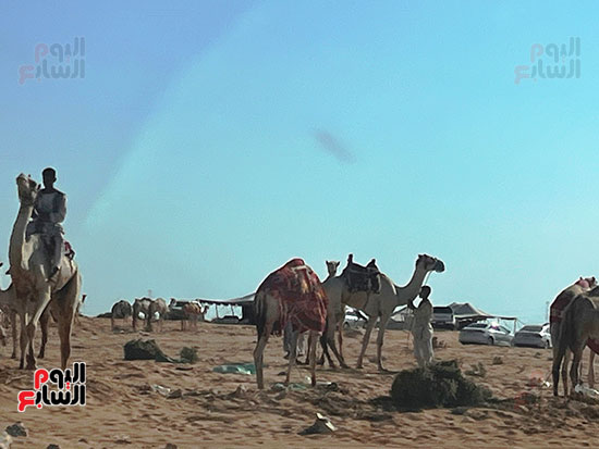 جمال من كافة المحافظات جمال من كافة المحافظات