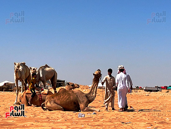 إعداد الجمل إعداد الجمل