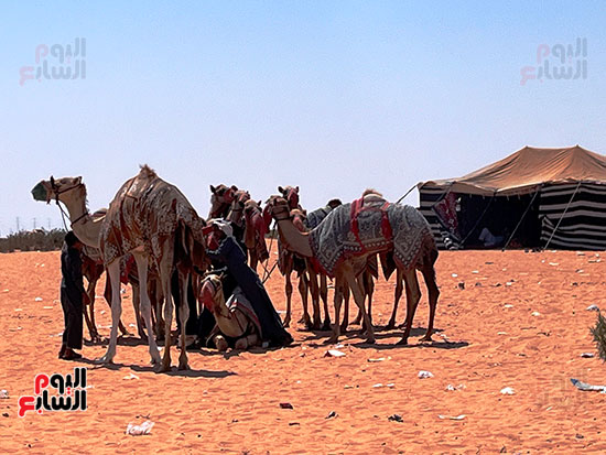 جمال وخيام حول مضمار السباق جمال وخيام حول مضمار السباق