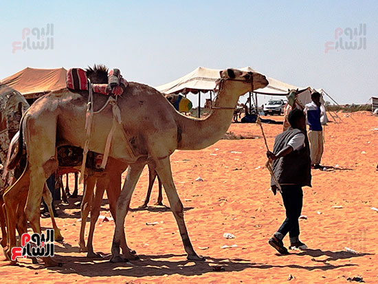 الجميع يستعدون للمنافسة الجميع يستعدون للمنافسة