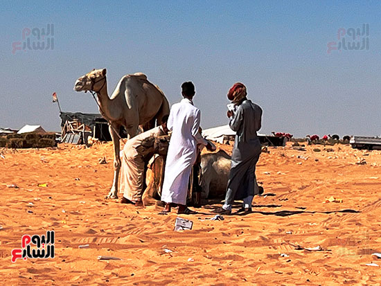 معدات سباق الهجن معدات سباق الهجن