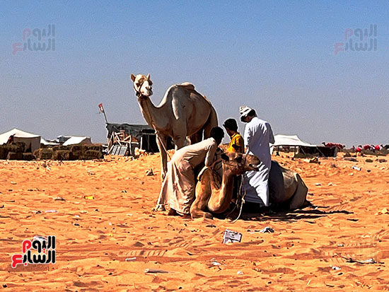 مشاهد مذهلة من العلمين مشاهد مذهلة من العلمين